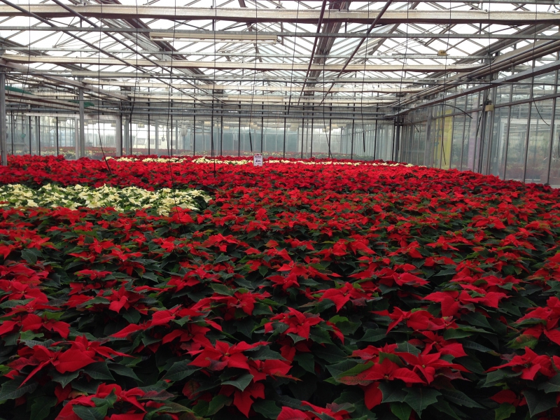 pepiniere-CASTILLON-min_poinsettia-210023